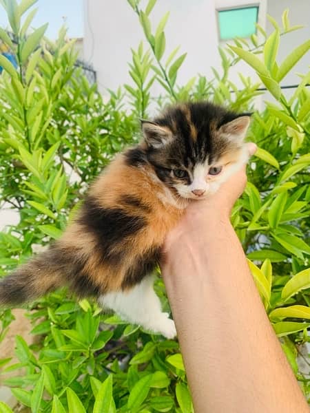 Cute Pure Persian Kitten for sale 2