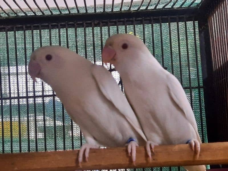 Albino and creamino belgium ring bird parents 0