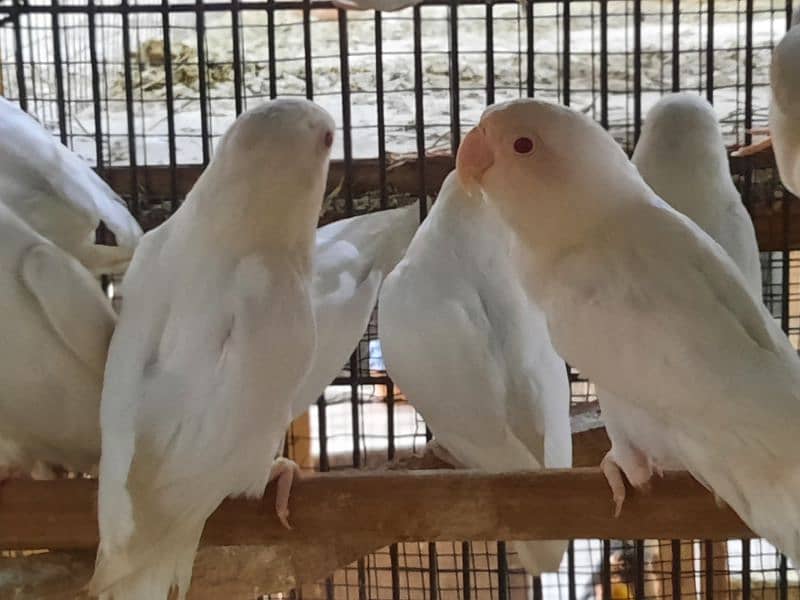 Albino and creamino belgium ring bird parents 8