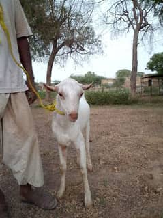 fresh 2 dant for Qurbani 2024