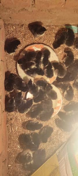 Australorp chickes and egg aseel checks for sall and incubator sall 1