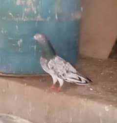 2 Pair High flayer Pigeons and 2 black & white Fancy pigeon