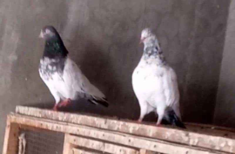 2 Pair High flayer Pigeons and 2 black & white Fancy pigeon 1