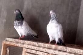 High flayer Pigeons For sale