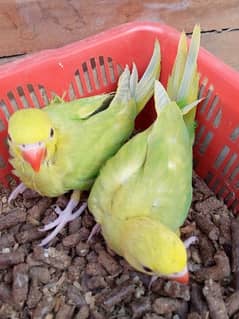 BUTTERCUP Ringneck babyes /03152248124