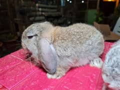 Cute Holland Lop Rabbit