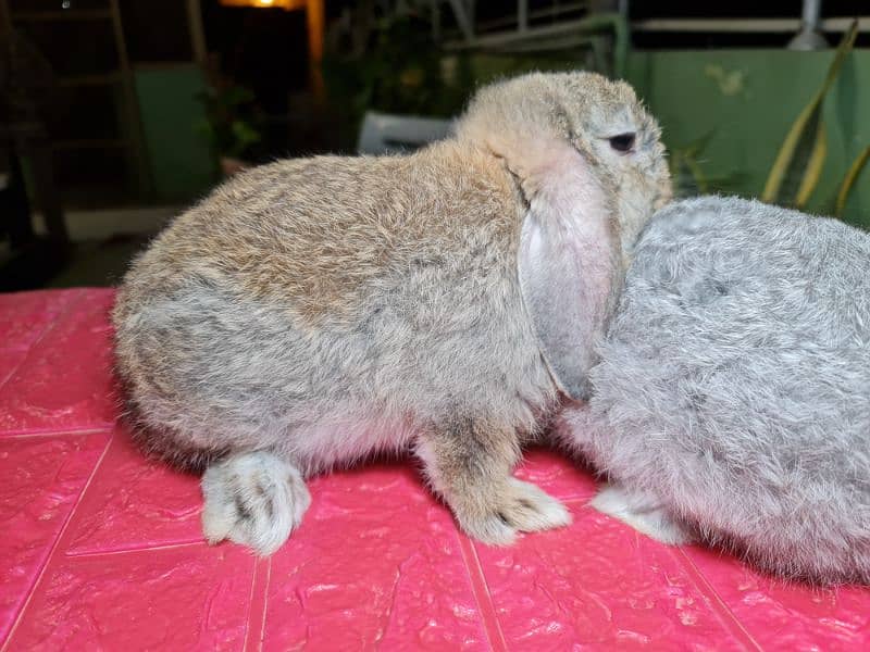 Cute Holland Lop Rabbit 3
