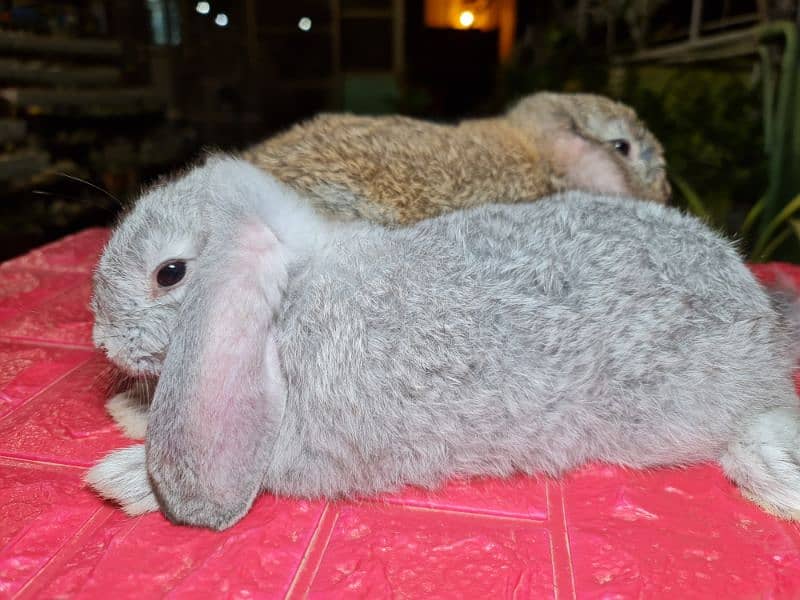 Cute Holland Lop Rabbit 4