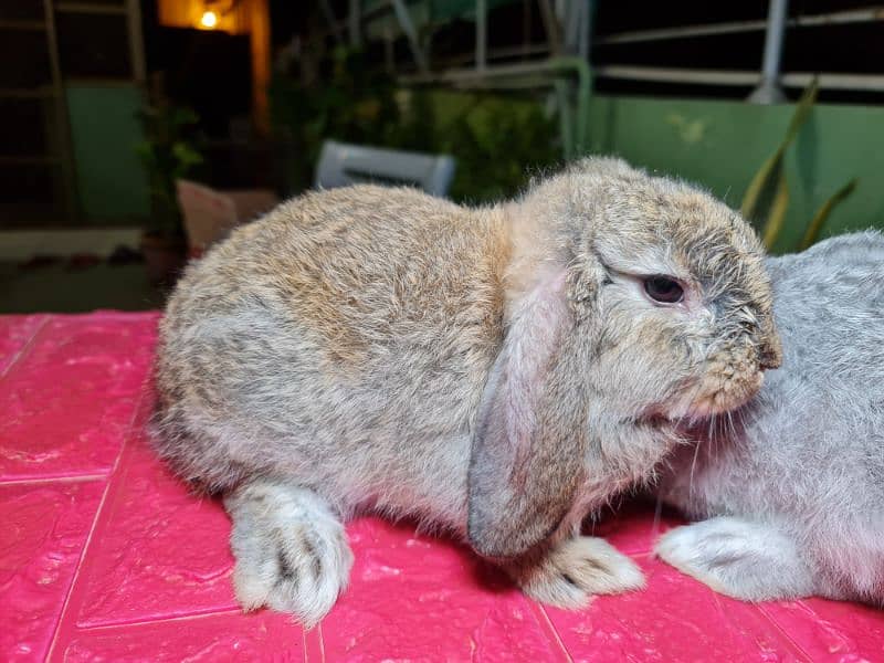 Cute Holland Lop Rabbit 6