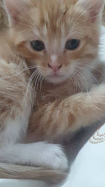 orange cat 7