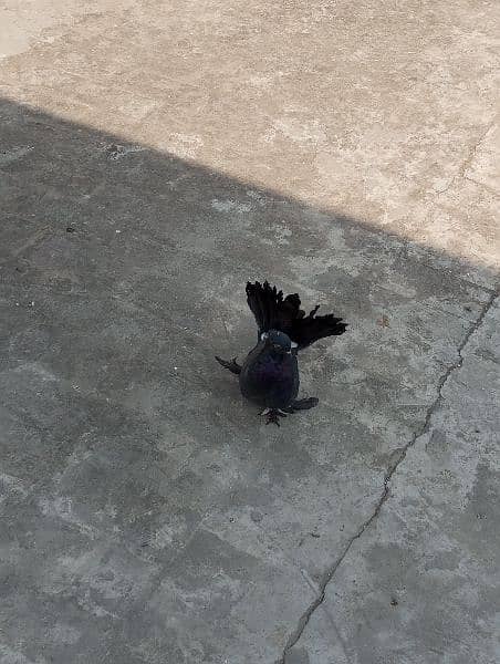 faintail pigeon 6