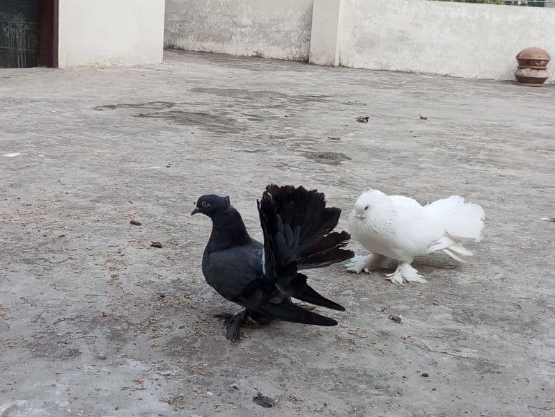 faintail pigeon 10