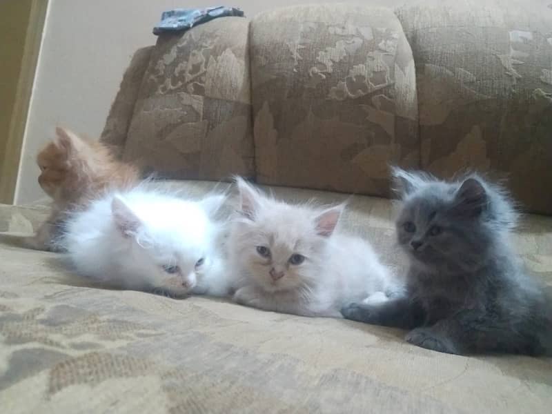 Persian cat/Persian kittens/triple coated/punch face 9