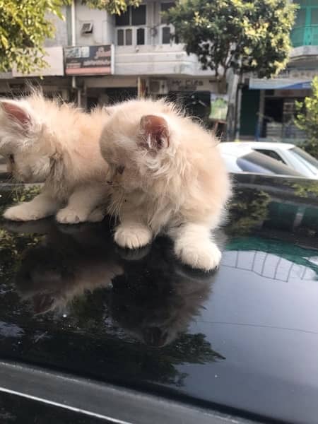 Persian cat/Persian kittens/triple coated/punch face 18