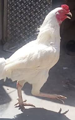 Heera chicks Top quality pure   Whatsapp  0317-1239021
