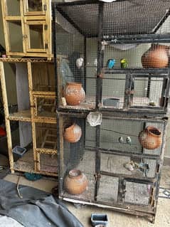 Cage with parrots