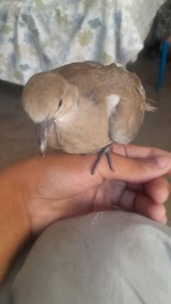 bird dove