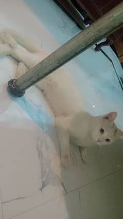 Male Cat For Sale Price 15K