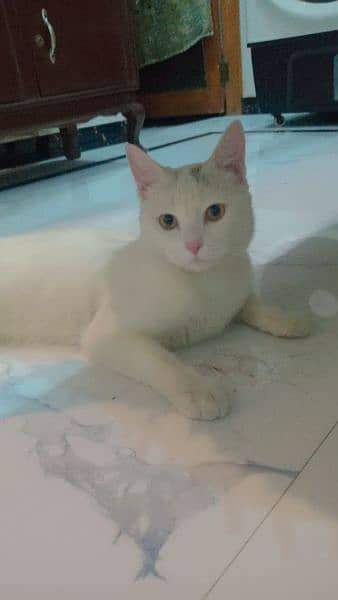 Male Cat For Sale Price 15K 1