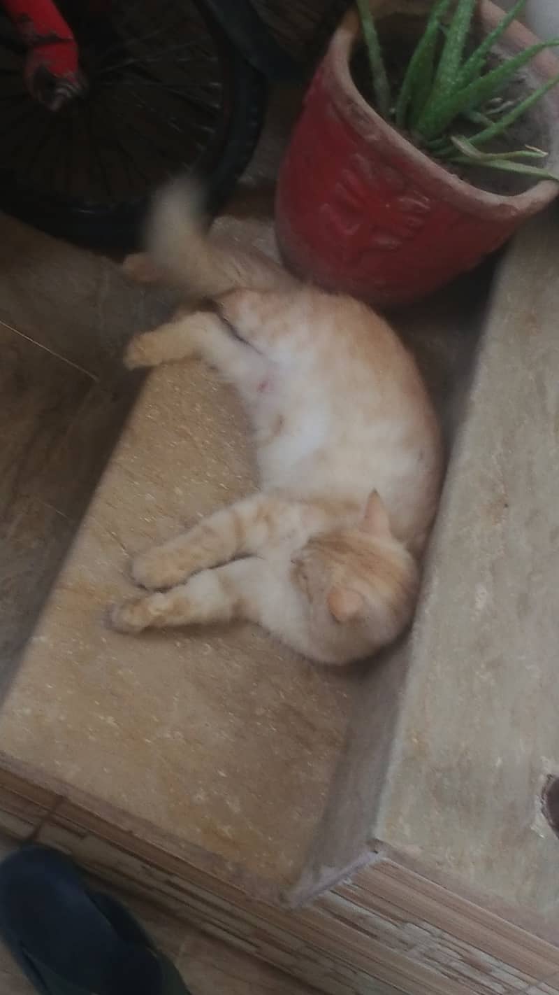 Light orange  cat for sell in reasonable price. Fully trained 6