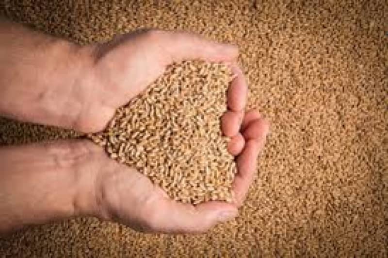 wheat for sale good quality please serious buyer contact 0