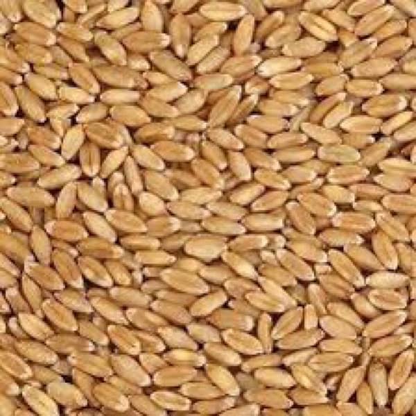 wheat for sale good quality please serious buyer contact 1