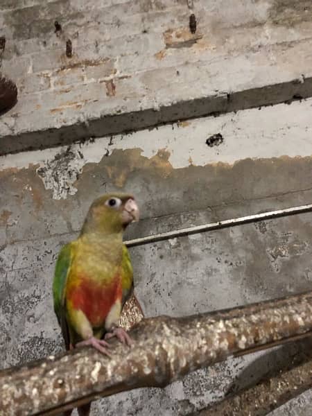 yellow sided red factore conure 6