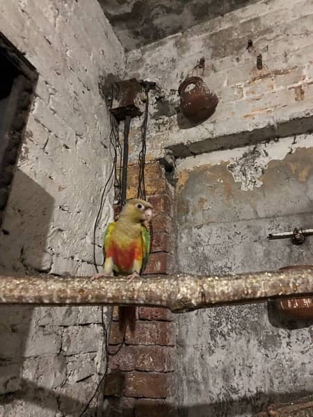 yellow sided red factore conure 7