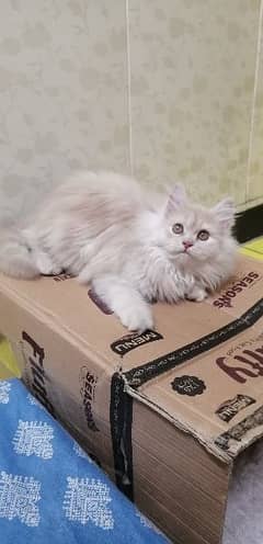 Persian triple coated doll face  kitten, Age 3 month