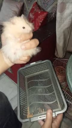 Syrian hamster long fur coat 0