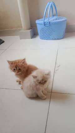 two Persian kittens
