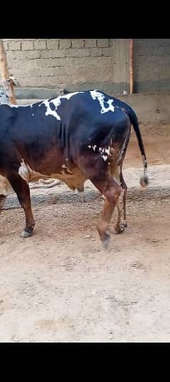 Bachra or cow