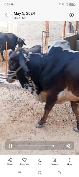 Bachra or cow 1