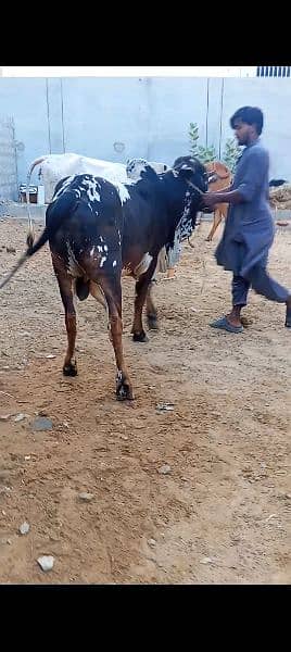 Bachra or cow 2
