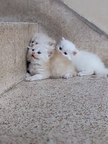 persian kittens 3