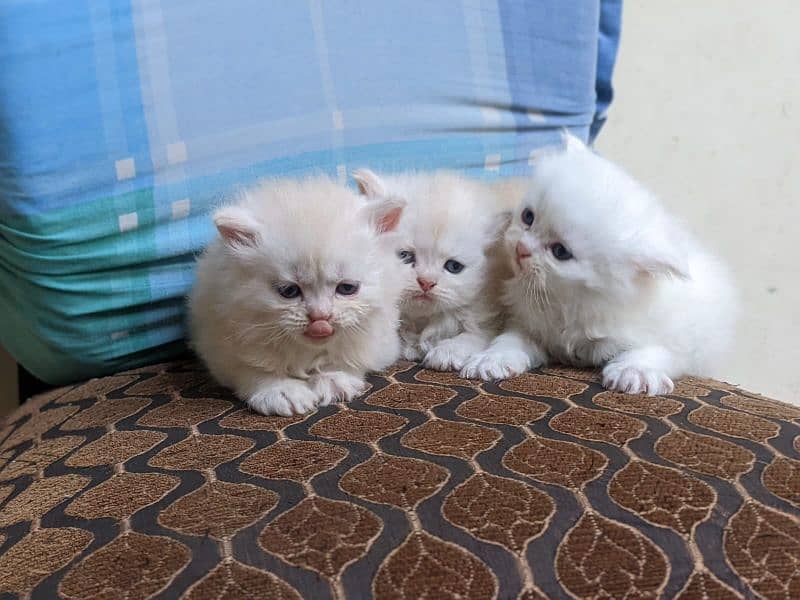 persian kittens 4