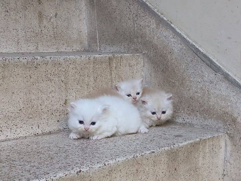 persian kittens 6