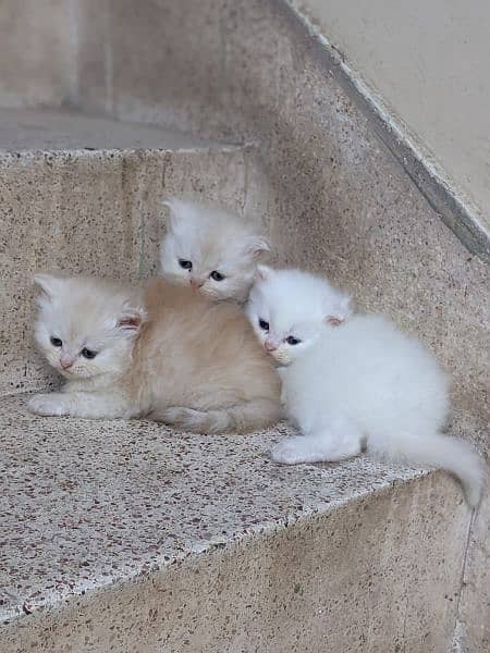 persian kittens 7