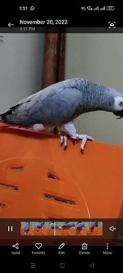 Grey parrot 
Age 3.5 years
Price 130,000
Contact # 03044441836