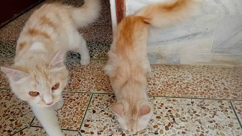 pure tripple coated persian kittens 6