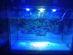 aquarium with fish pair and lights and pump and other decratikns