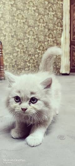 Persian kitten
