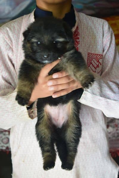 German shepherd long coat puppy 0