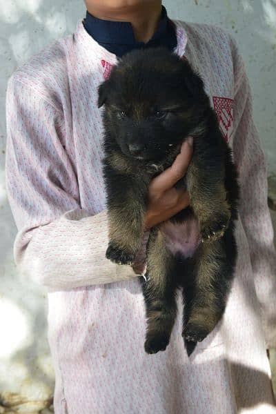 German shepherd long coat puppy 2