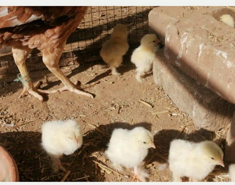 brahma chicks for sale, 4