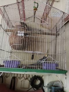 Cockatiel male and female and cage