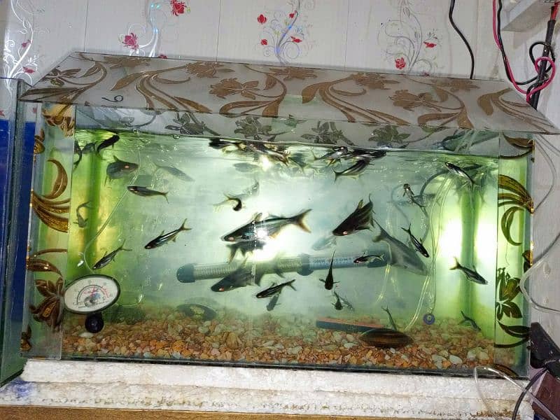fish aquarium fish pump fish feed 16