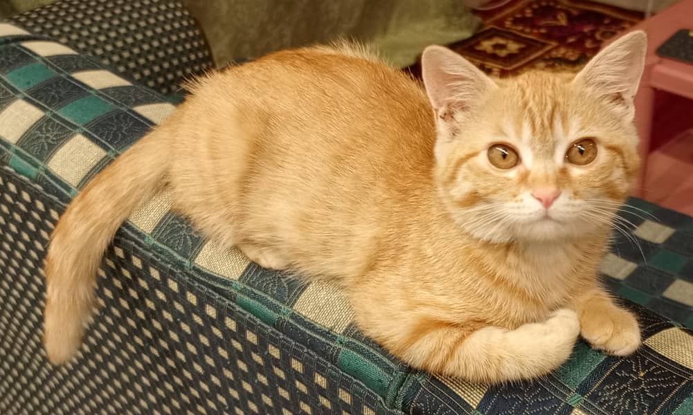 Orange Persian Cat (Kitten) 4
