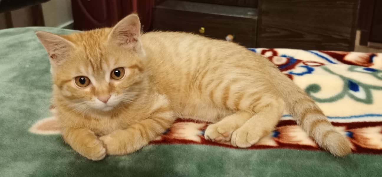 Orange Persian Cat (Kitten) 0