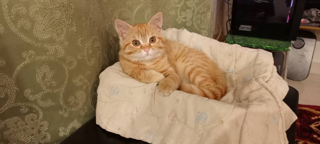 Orange Persian Cat (Kitten) 2